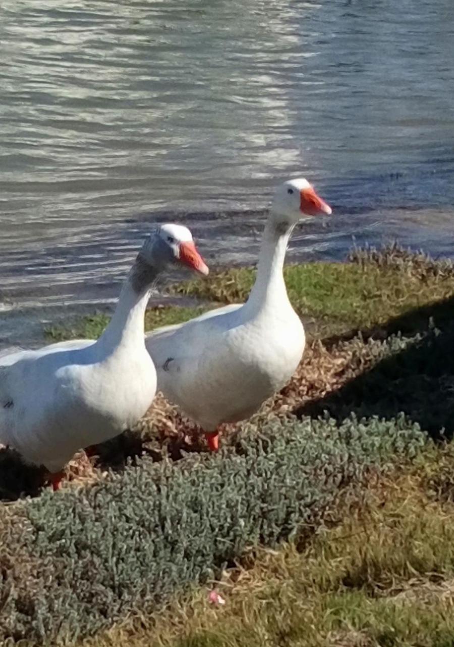 Kingfisher By The River - Self Catering フェルドドリフ エクステリア 写真