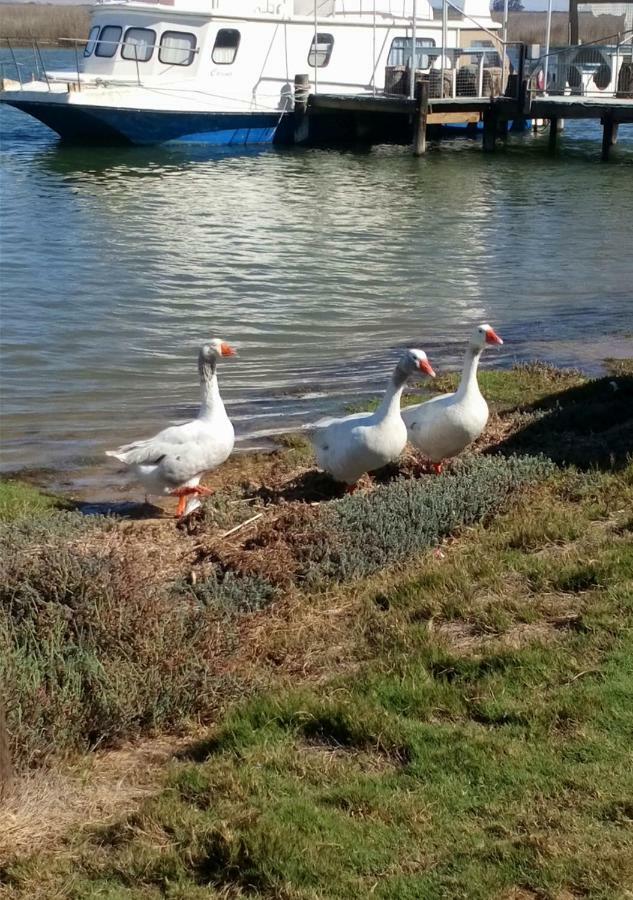 Kingfisher By The River - Self Catering フェルドドリフ エクステリア 写真